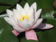 waterlily2